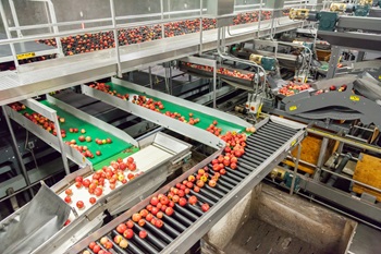 Conveyor belts sorting apples