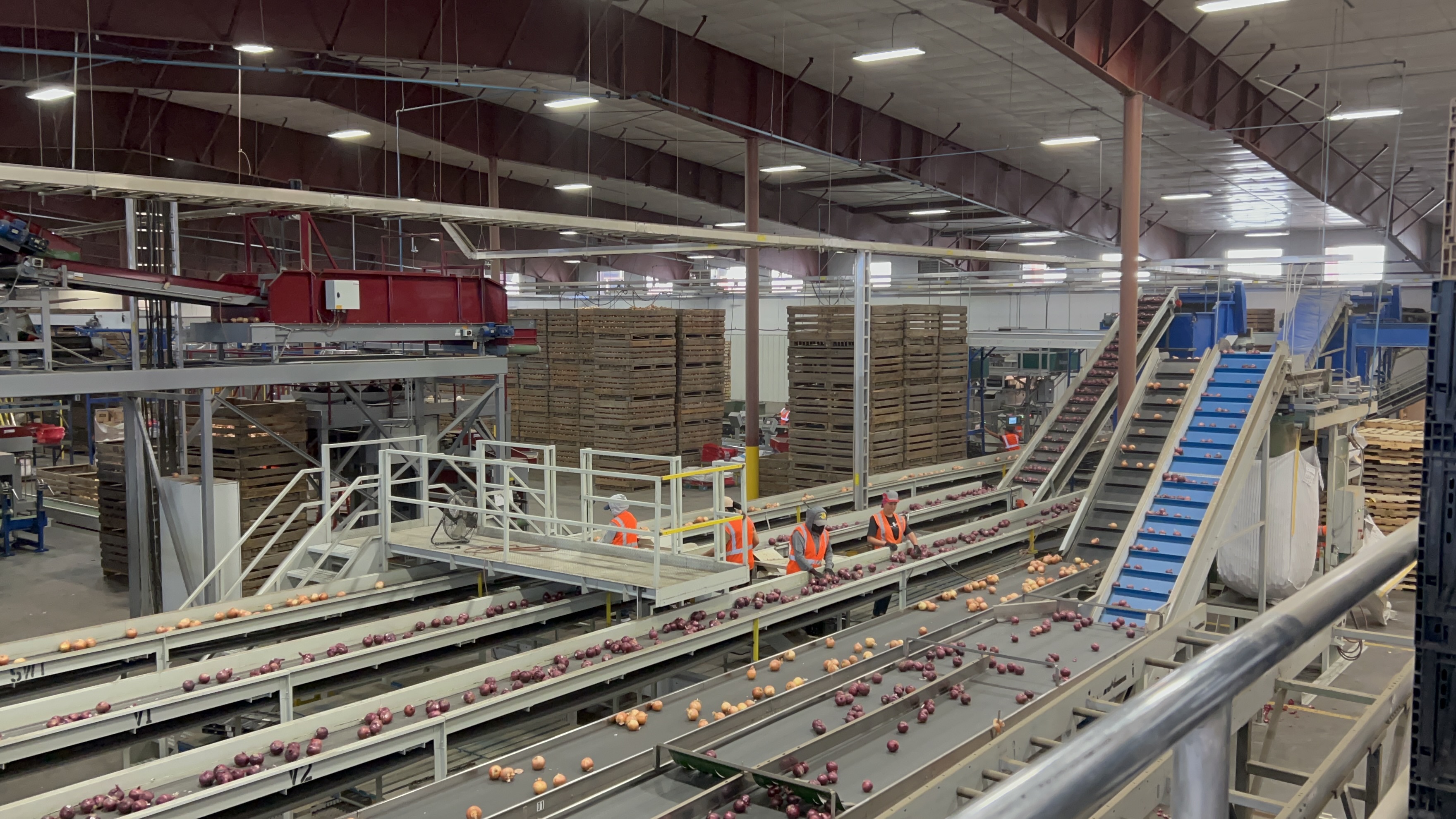 Yellow and red onions on conveyor belts in a processing facility